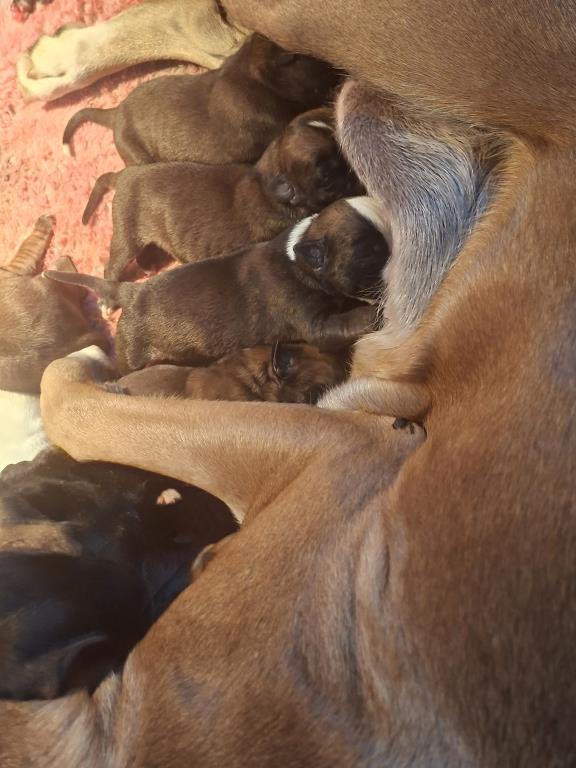 CAMADA D BOXER DE VILLA  ASTUR